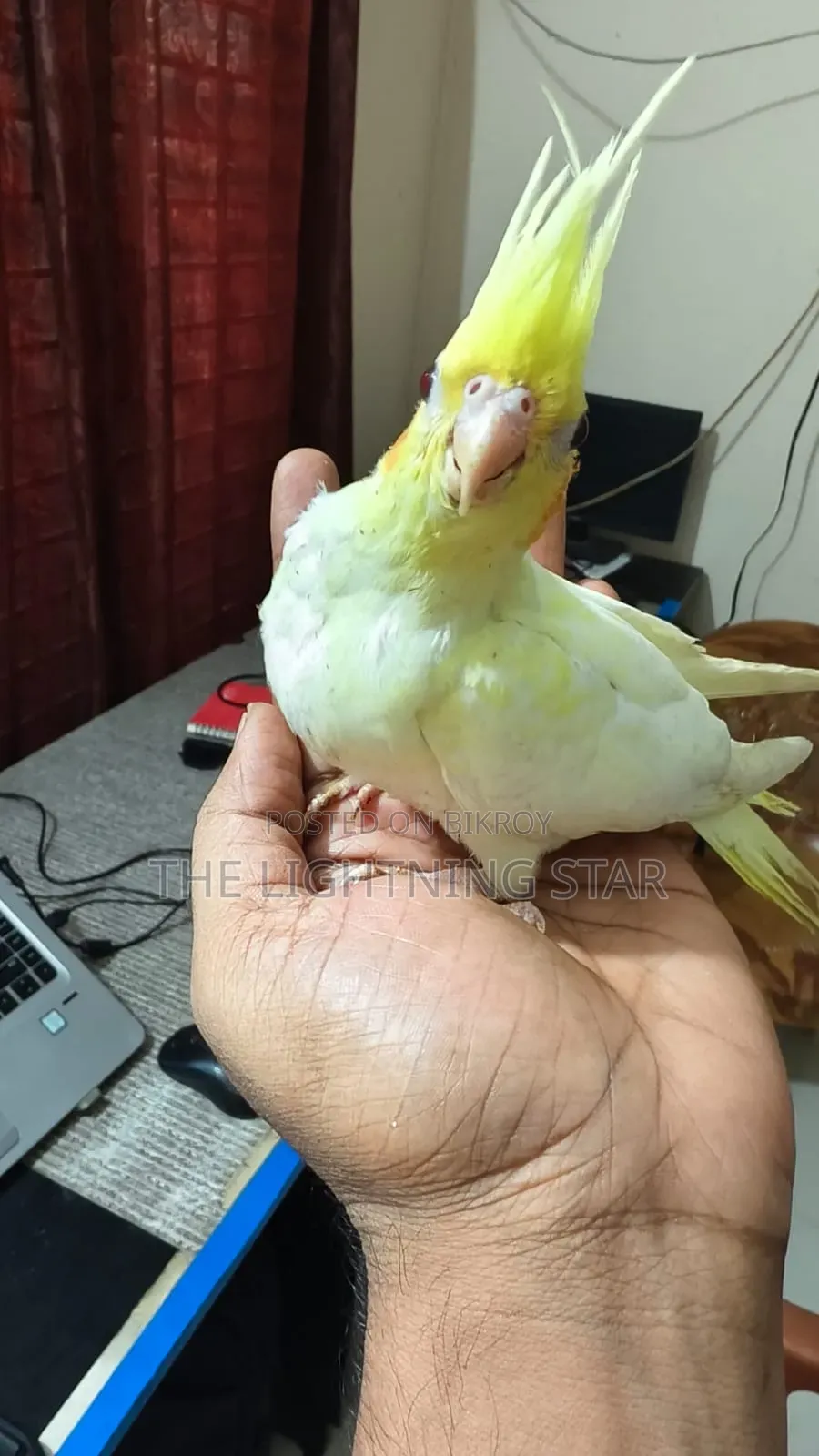 Cockatiel Pakhi 7 Piece