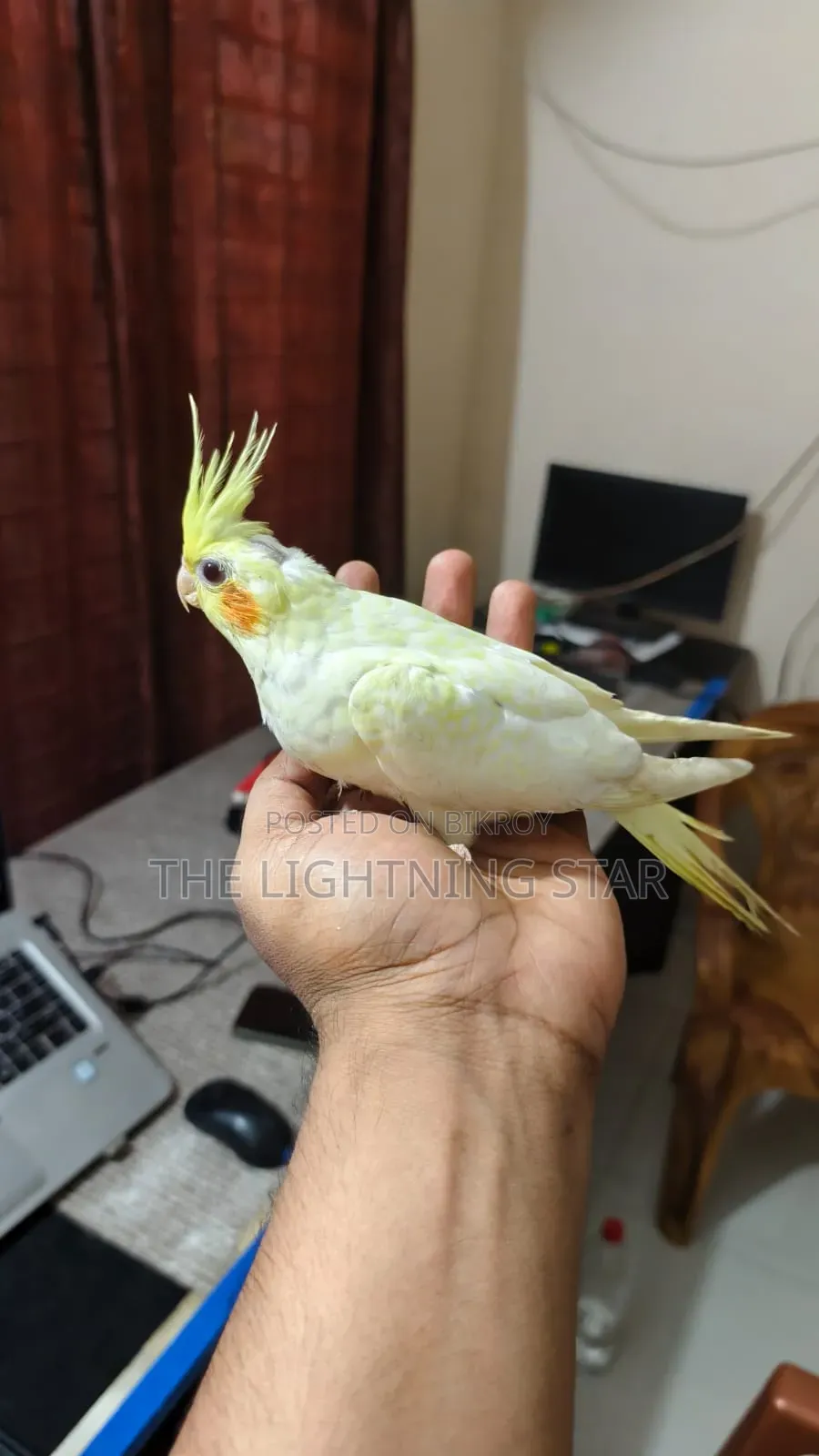 Cockatiel Pakhi 7 Piece