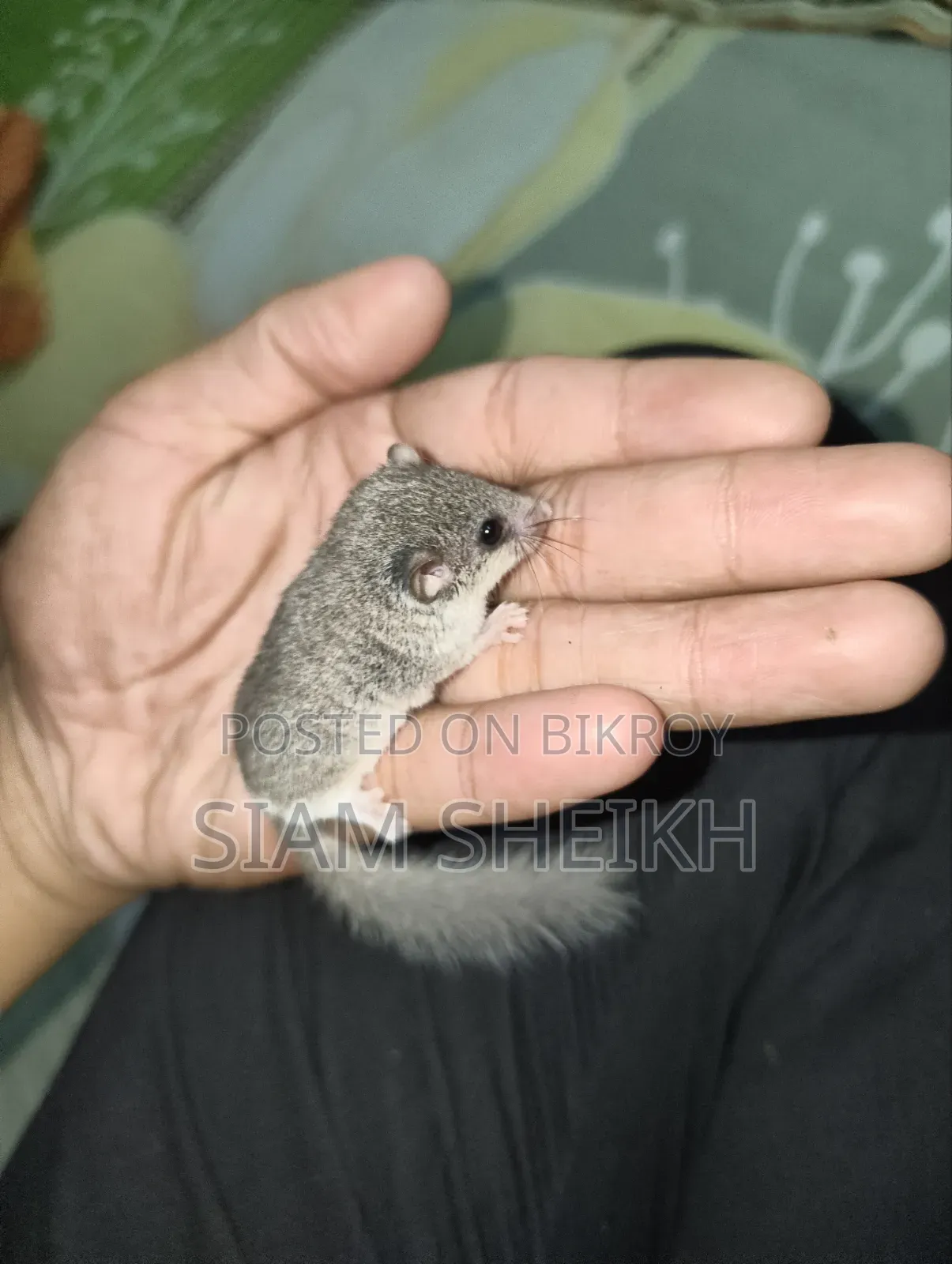 Micro-squirrel for sale at a very low price