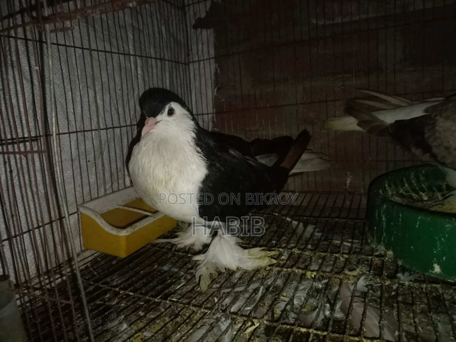 লাহরী কবুতর