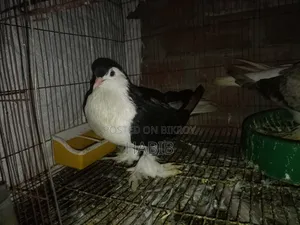 লাহরী কবুতর