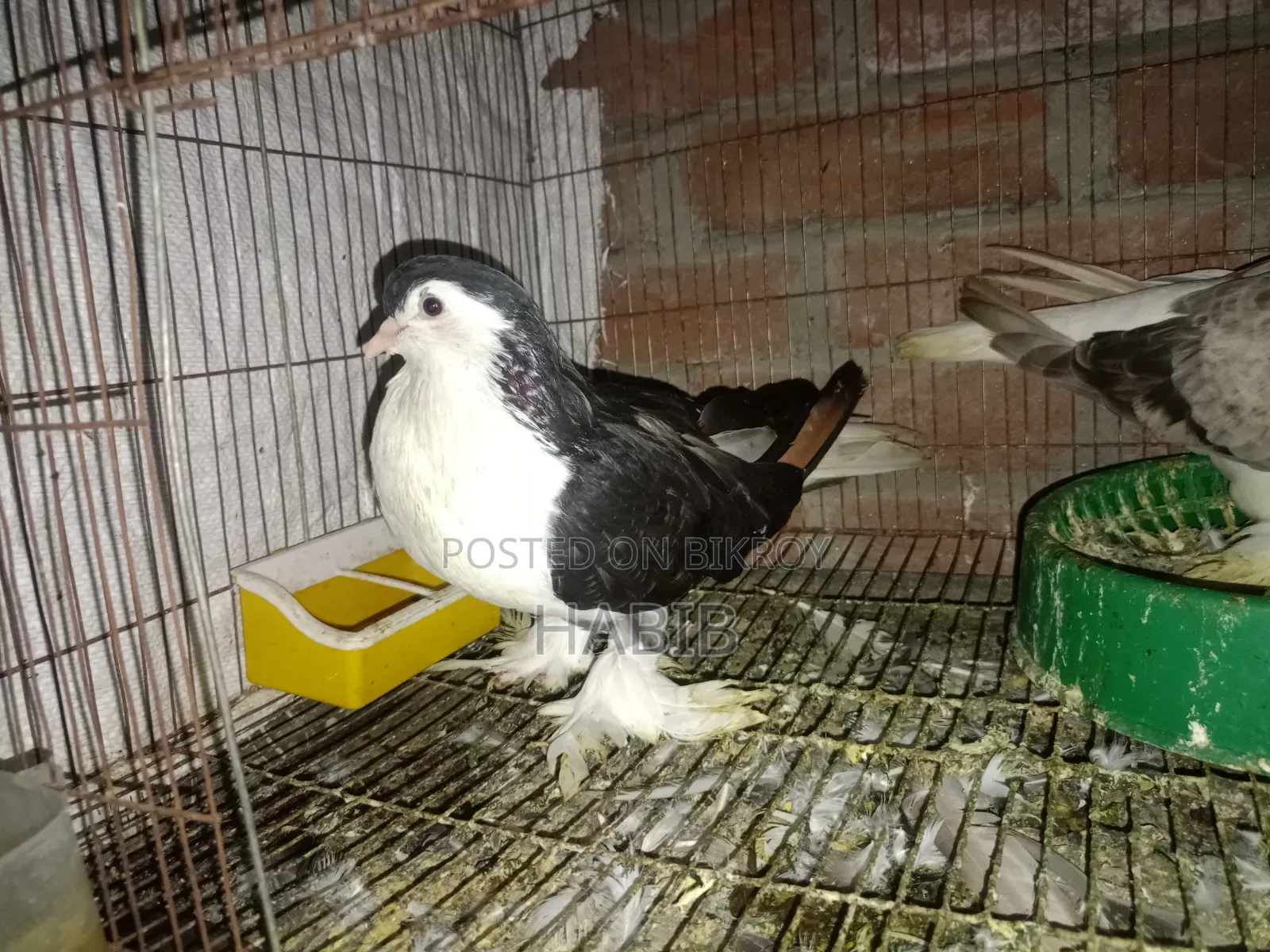 লাহরী কবুতর