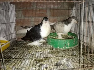 লাহরী কবুতর