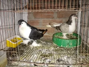 লাহরী কবুতর
