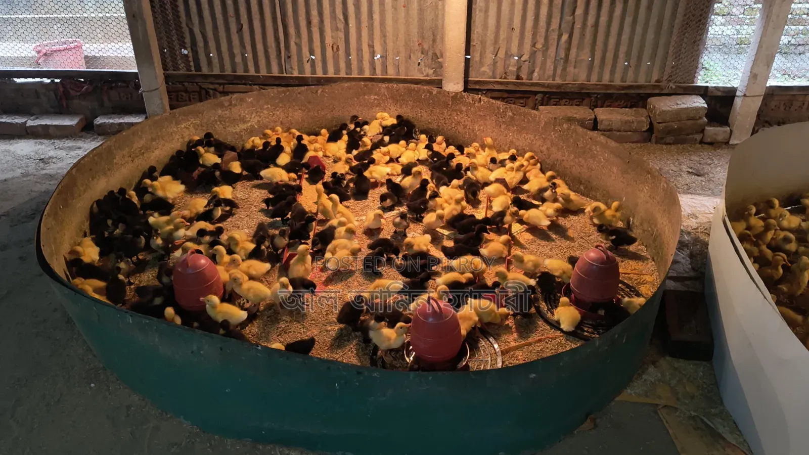 Black Hole and Indian Runner Ducklings for Sale