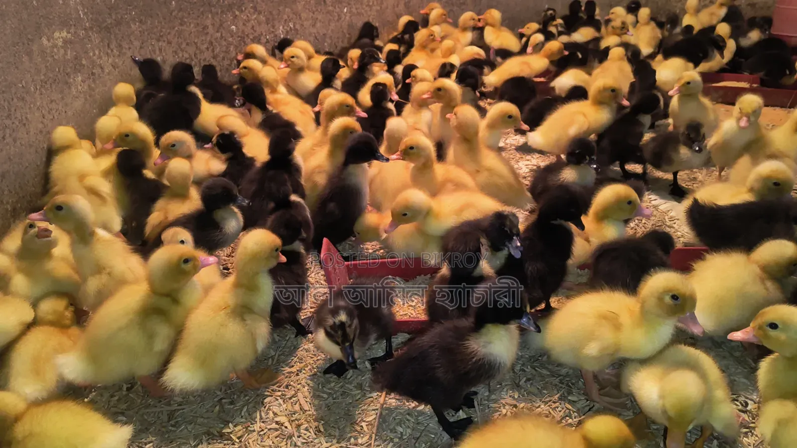 Black Hole and Indian Runner Ducklings for Sale