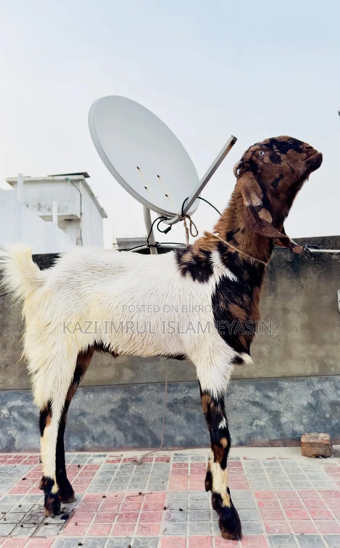 Healthy Goats for Qurbani 2026
