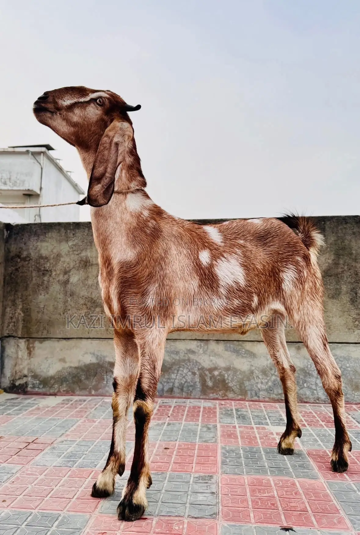 Healthy Goats for Qurbani 2026