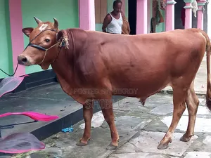 ‌লোকাল ষাড় গরু
