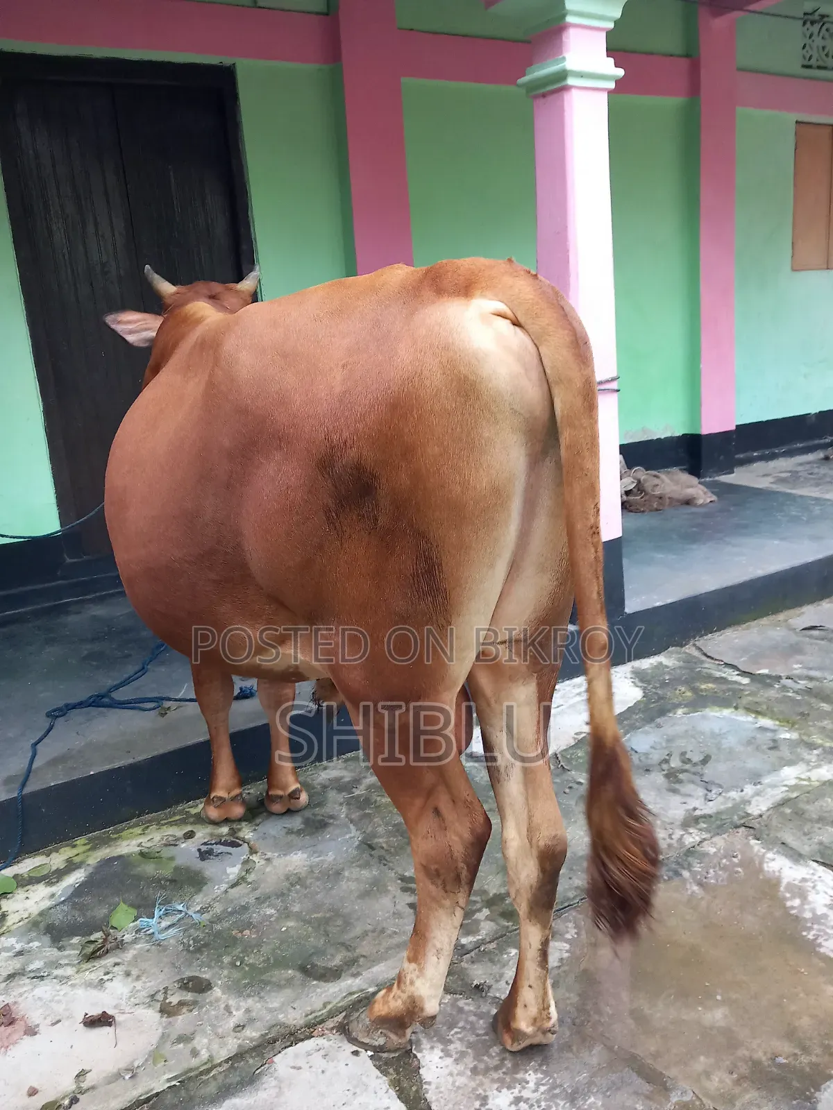 ‌লোকাল ষাড় গরু