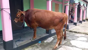 ‌লোকাল ষাড় গরু