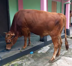 ‌লোকাল ষাড় গরু