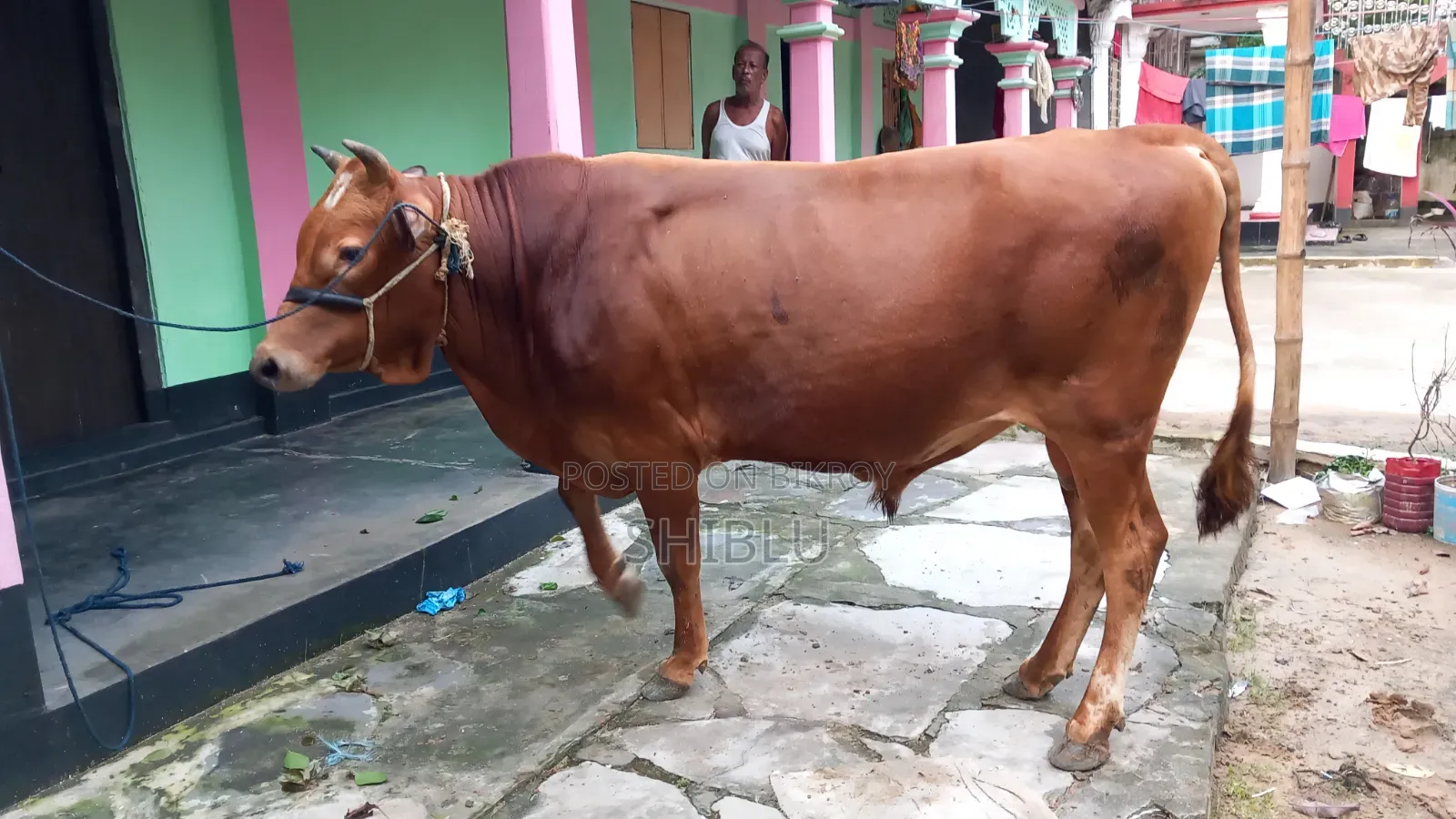 ‌লোকাল ষাড় গরু