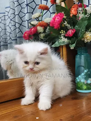 ১-৩ মাসের পুরুষ পিওর ব্রেড পার্সিয়ান বিড়াল