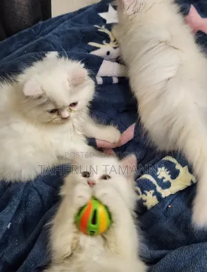 1-3 Months Male Purebred Persian