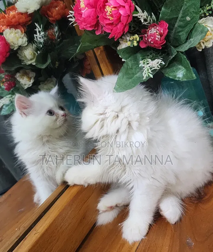 1-3 Months Male Purebred Persian