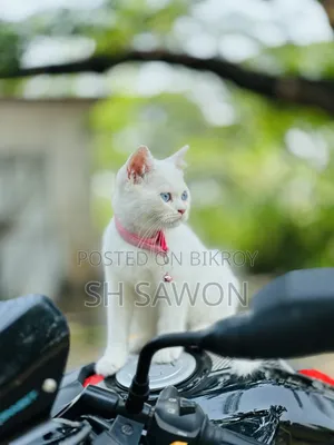 ১-৩ মাস বয়সী পুরুষ পিওরব্রেড পার্সিয়ান