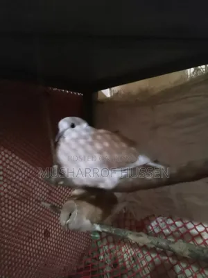 Pair of Running Dove Birds for Sale