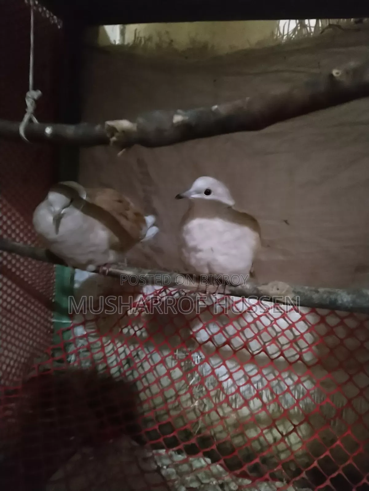 Pair of Running Dove Birds for Sale