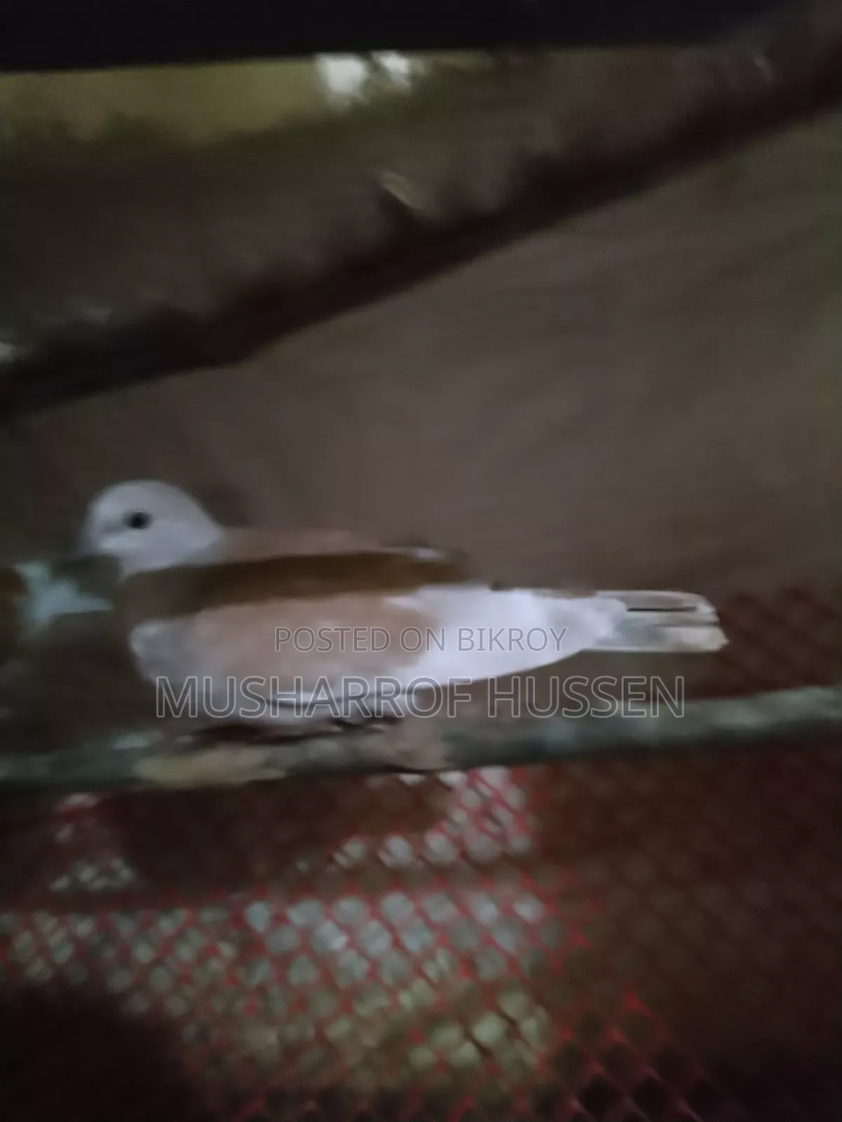 Pair of Running Dove Birds for Sale
