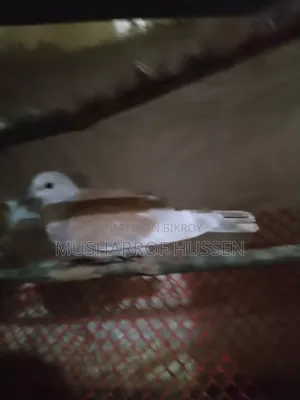 Pair of Running Dove Birds for Sale