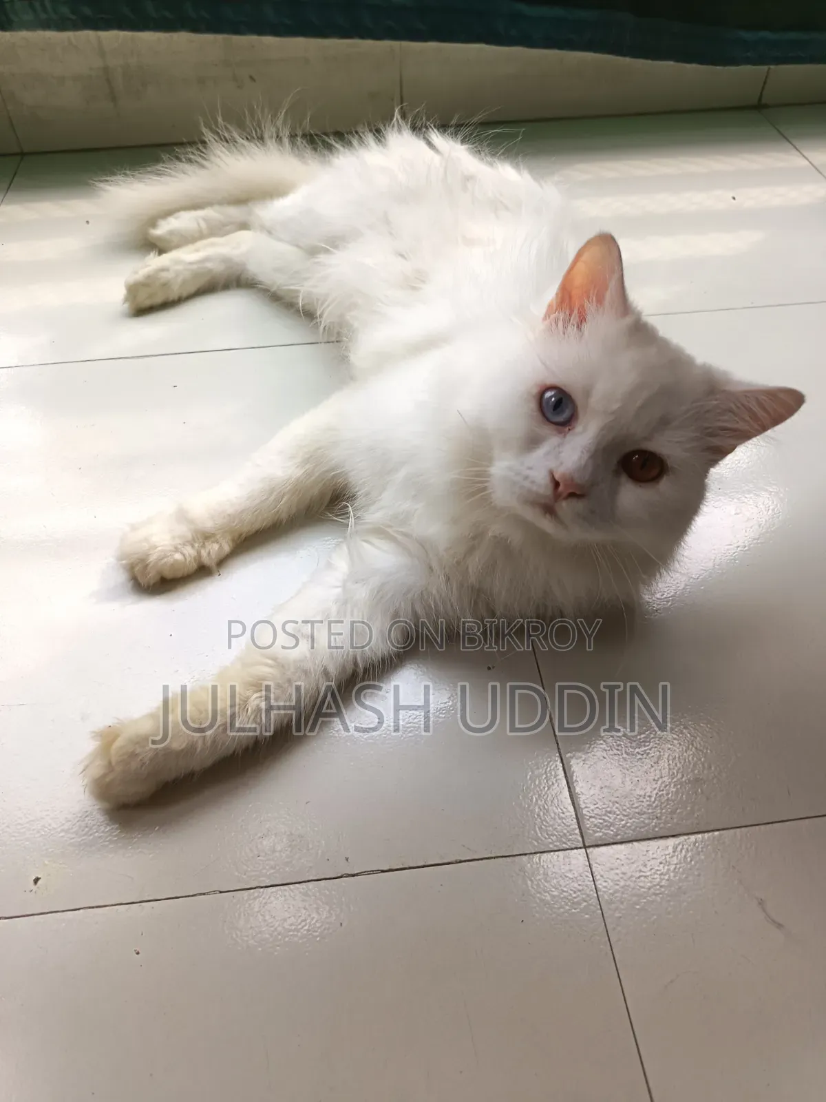 1+ year Male Mixed Breed Persian