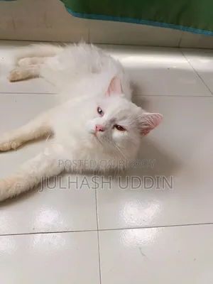 1+ year Male Mixed Breed Persian