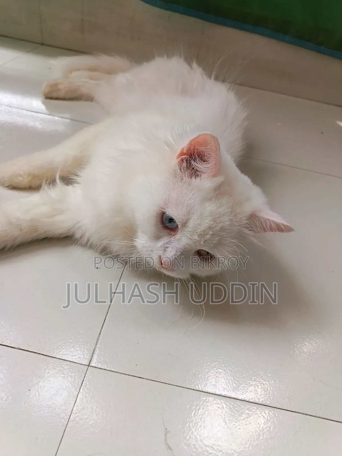 1+ year Male Mixed Breed Persian