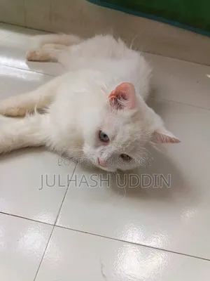 1+ year Male Mixed Breed Persian