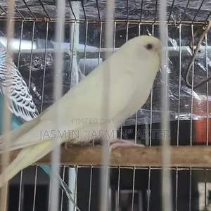 Budgerigar Bird