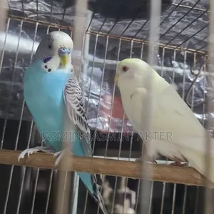 বাজিগর পাখি