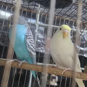 বাজিগর পাখি
