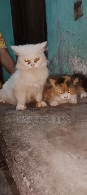 ৬-১২ মাস বয়সী ফিমেল পিওরব্রেড পার্সিয়ান