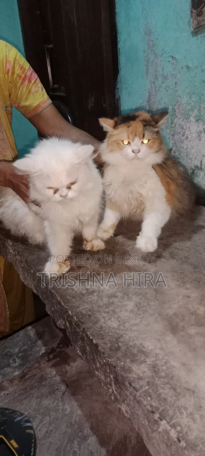 ৬-১২ মাস বয়সী ফিমেল পিওরব্রেড পার্সিয়ান