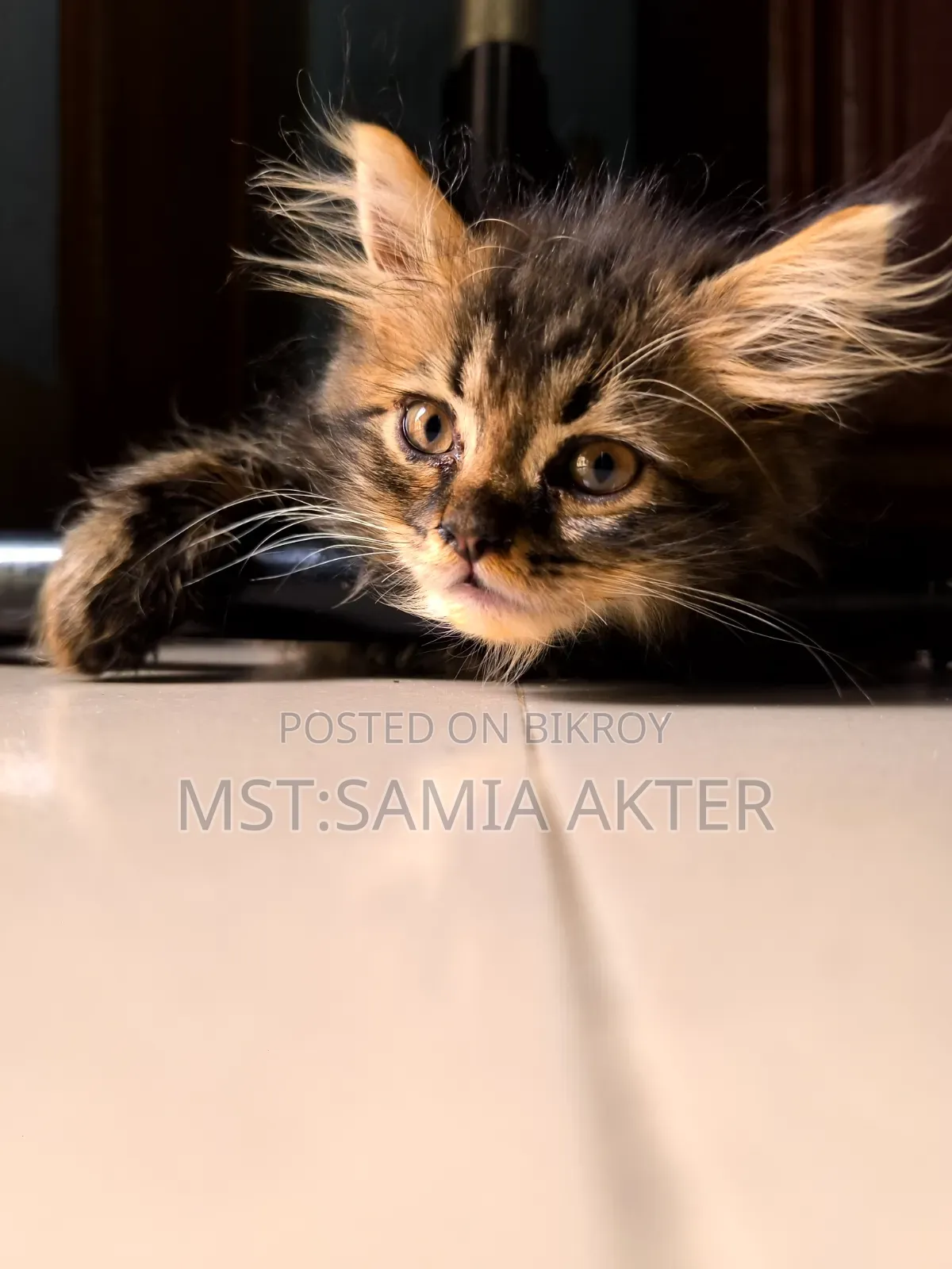 1-3 Months Male Purebred Cat