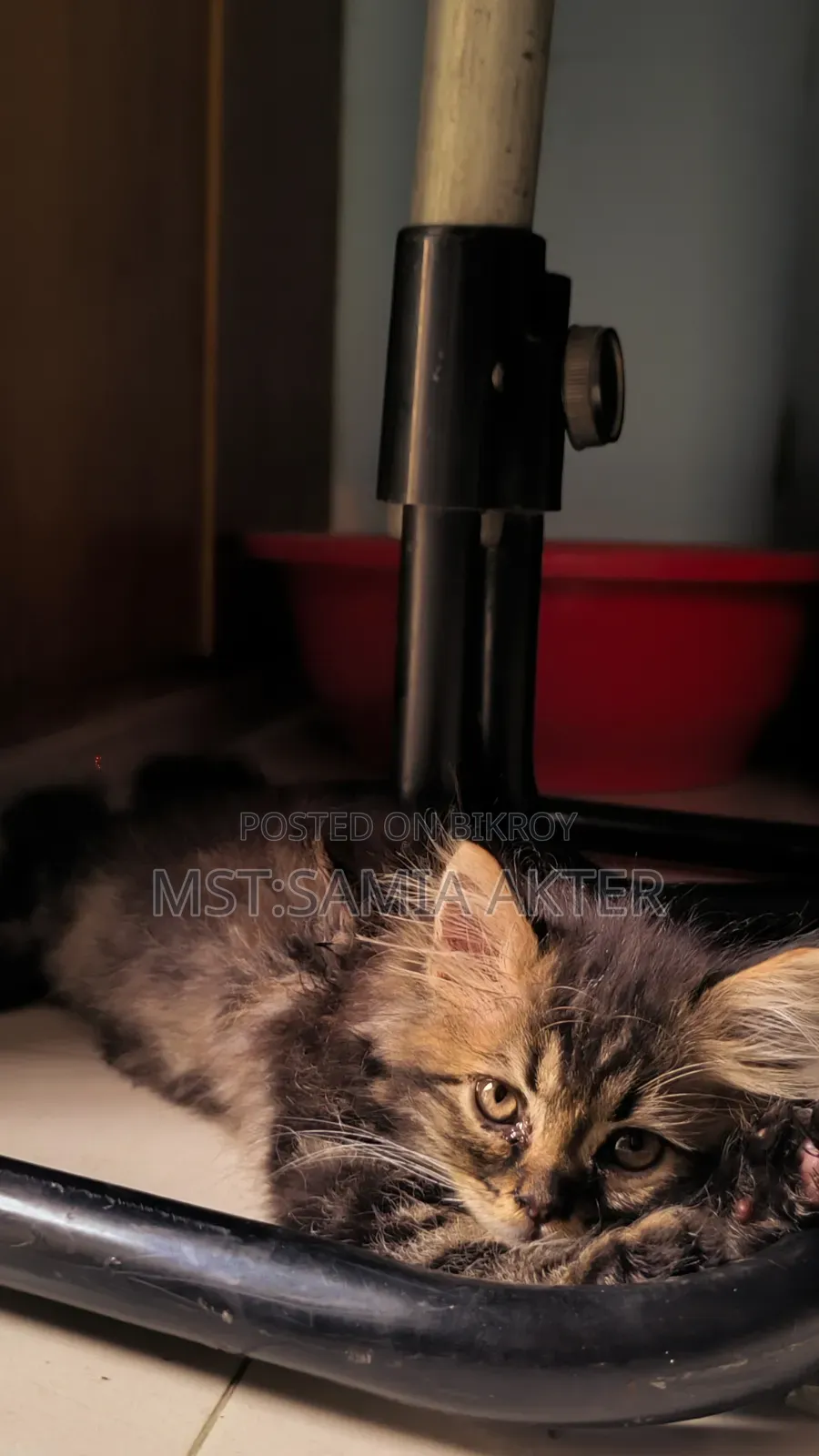 1-3 Months Male Purebred Cat