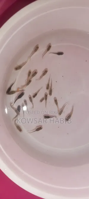 মিক্স গাপ্পি সেমে এডাল্ট
