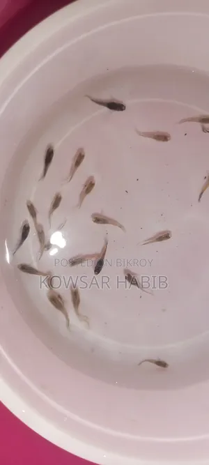 মিক্স গাপ্পি সেমে এডাল্ট