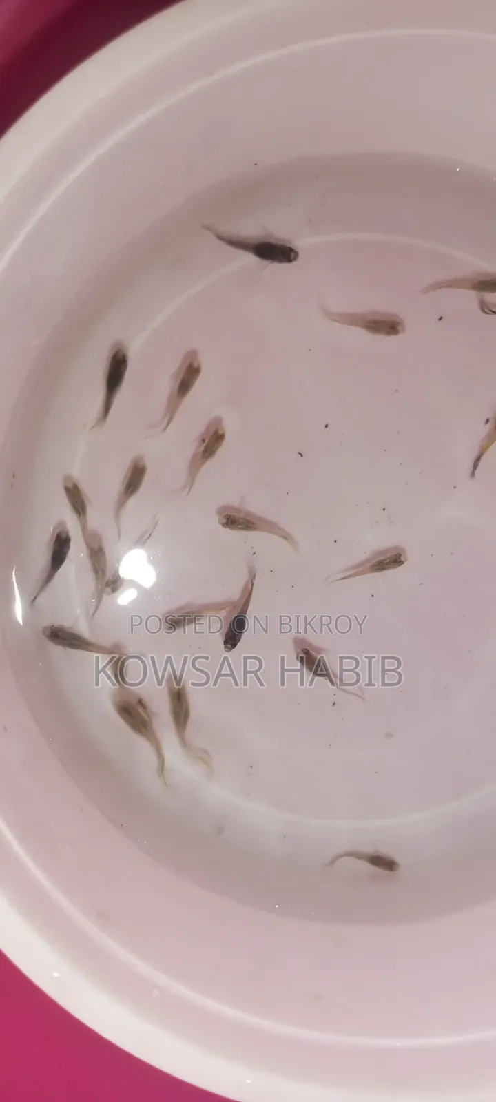 মিক্স গাপ্পি সেমে এডাল্ট