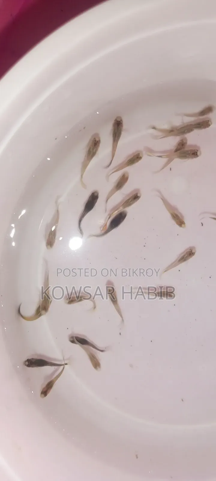 মিক্স গাপ্পি সেমে এডাল্ট