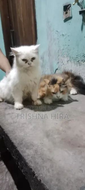 ৬-১২ মাস বয়সী ফিমেল পিওরব্রেড পার্সিয়ান