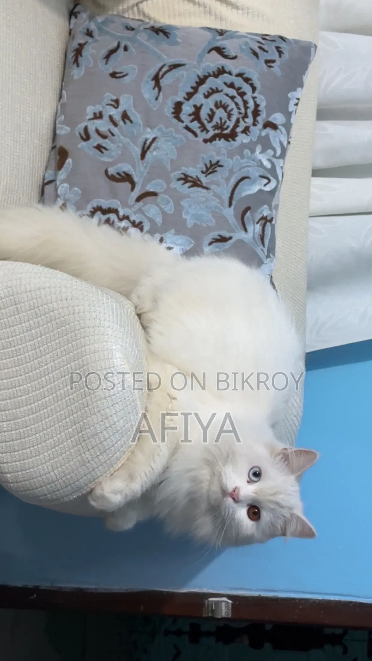 1+ Year Female Purebred Persian