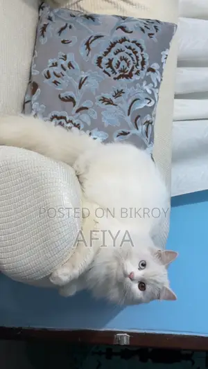 1+ Year Female Purebred Persian