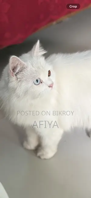 1+ Year Female Purebred Persian