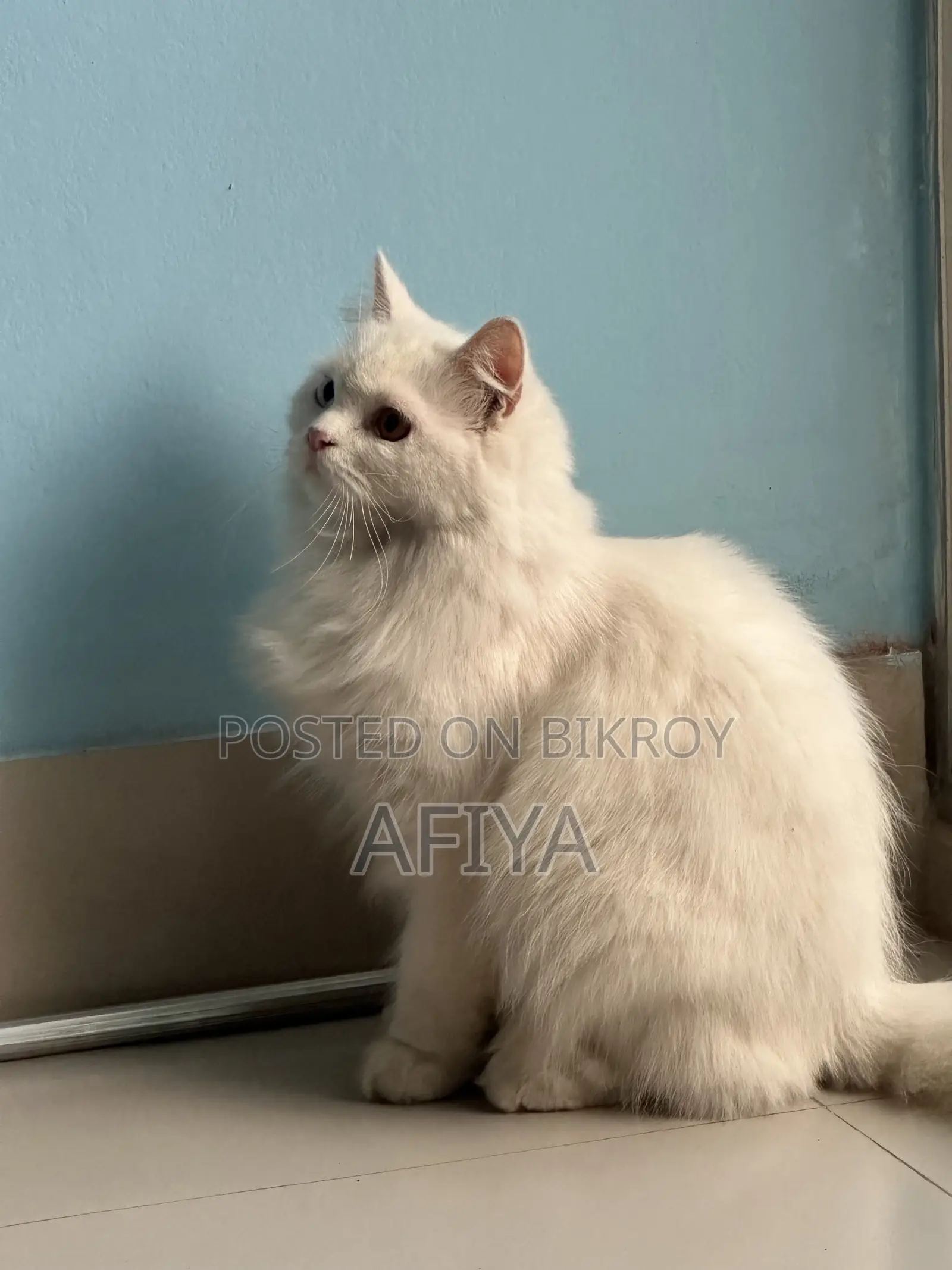 1+ Year Female Purebred Persian