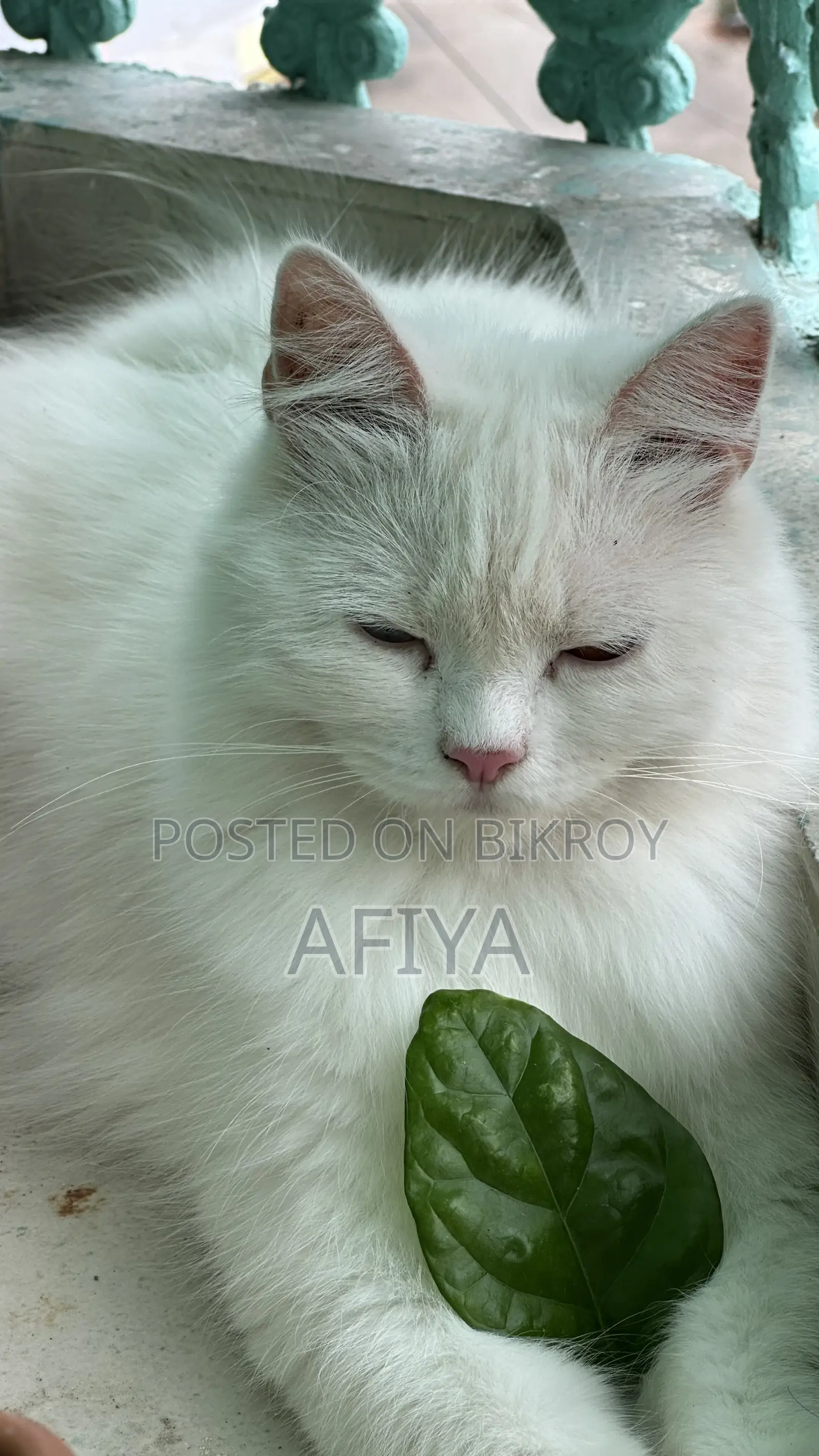 1+ Year Female Purebred Persian