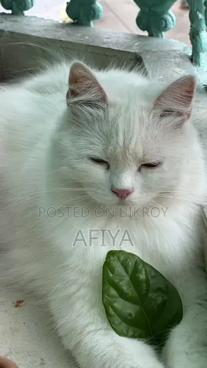 1+ Year Female Purebred Persian