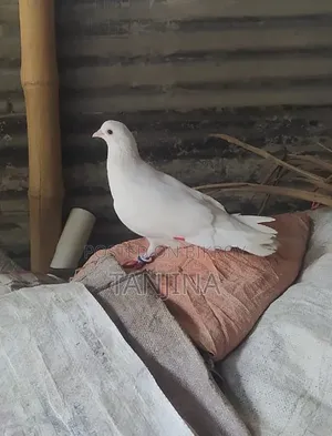 Kagji Nor Kobutor