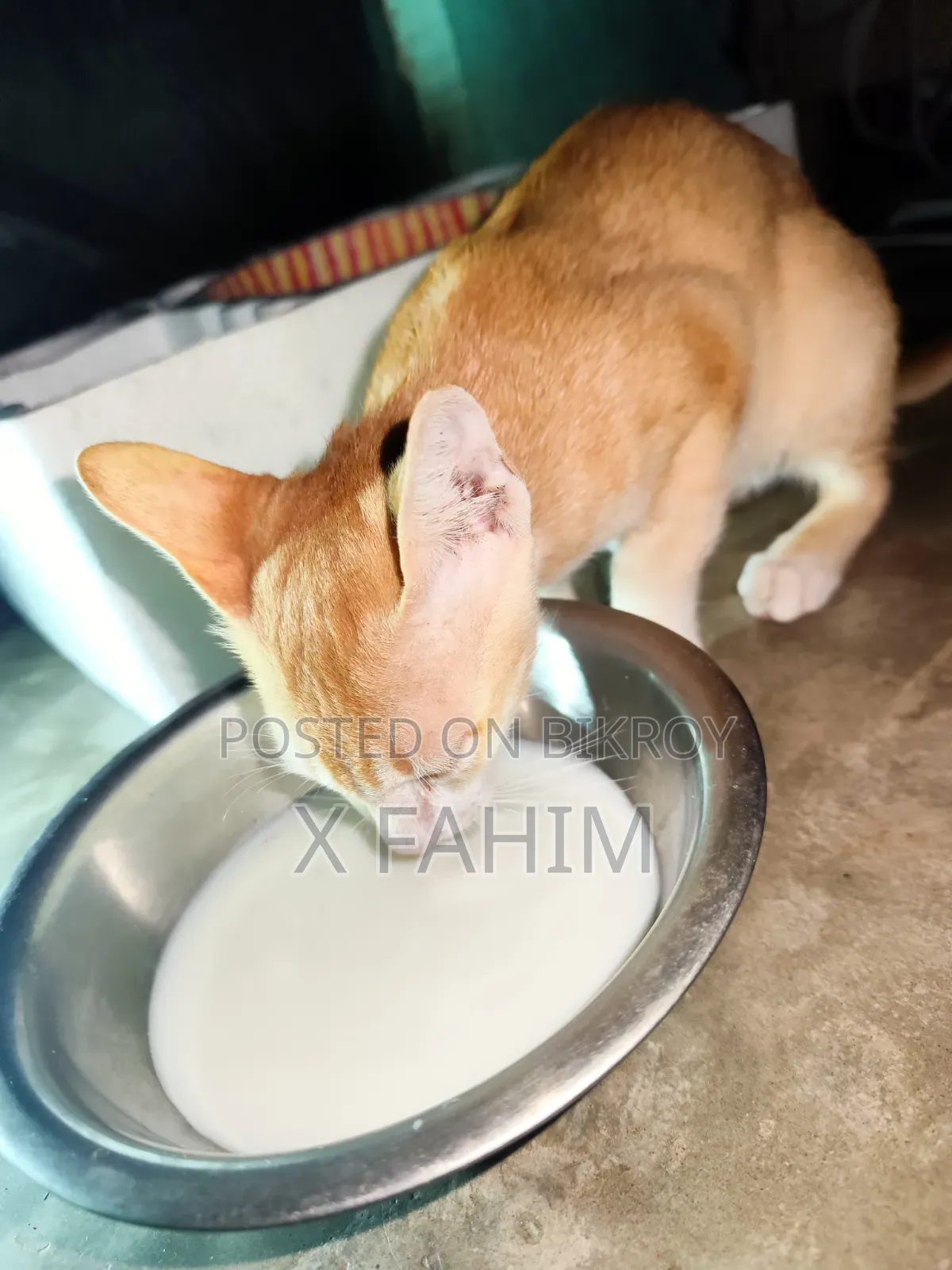 1-3 Months Female Purebred Exotic