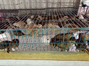 কোয়েল পাখি